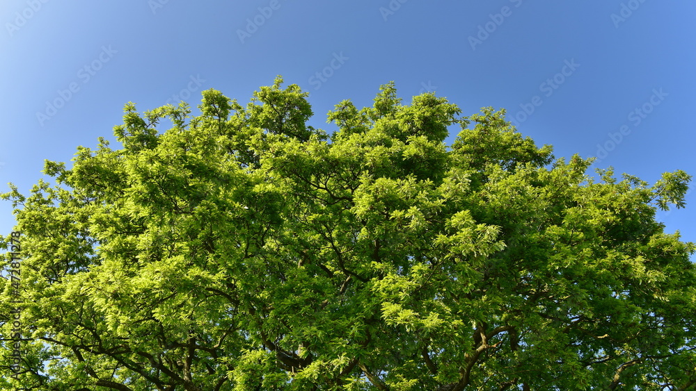 Green leaves against sky