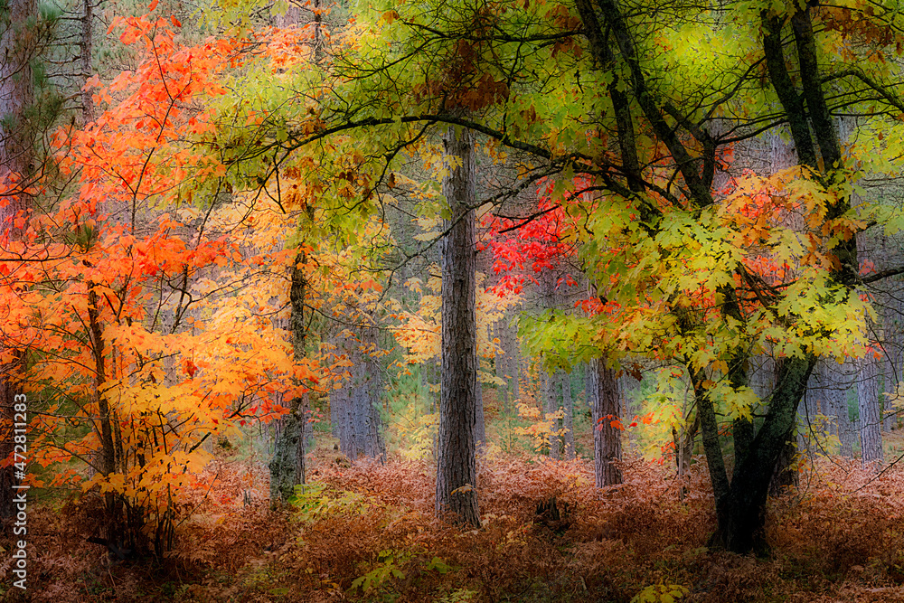 Soft focus effect on autumn trees in the forest, Hiawatha National Forest, Upper Peninsula of Michigan.
