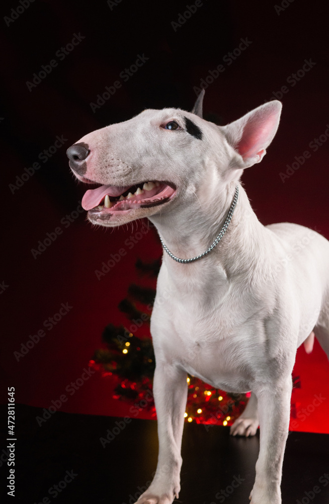 bull terrier dog on the background of a Christmas tree
