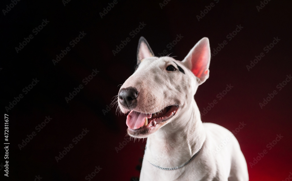 white bull terrier dog on a dark background