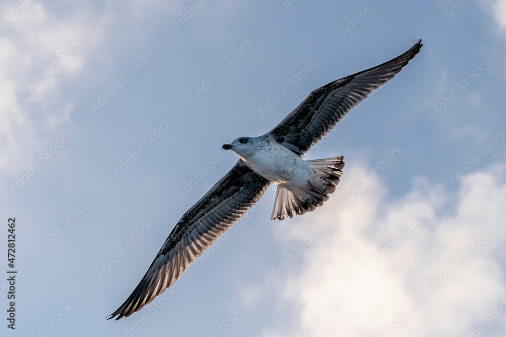 Obraz premium A seagull in flight with wings outstretched against the sunset sky
