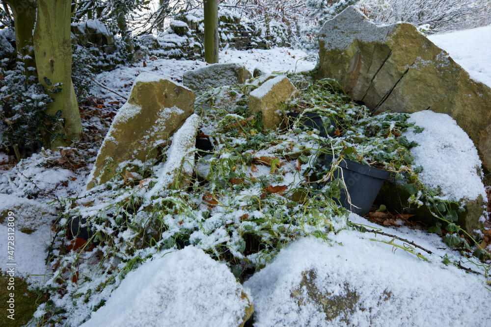 The last straw for a group of Nasturtiums as snow and a hard frost