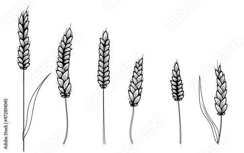 Vector hand drawn black silhouette of wheat ears set. Barley illustration in vintage style. Wheat grain, granule, kernel, oat.
