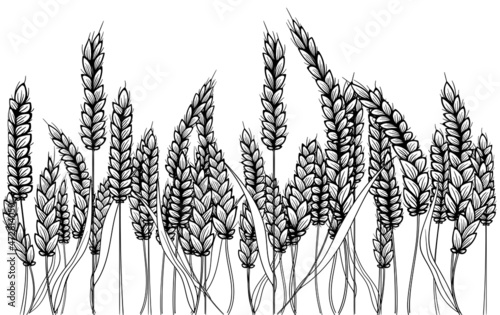 Farm field line illustration. Vector hand drawn black silhouette of wheat ears set. Bunch of grain barley. Banner design. Barley illustration in vintage style. Wheat grain, granule, kernel, oat.