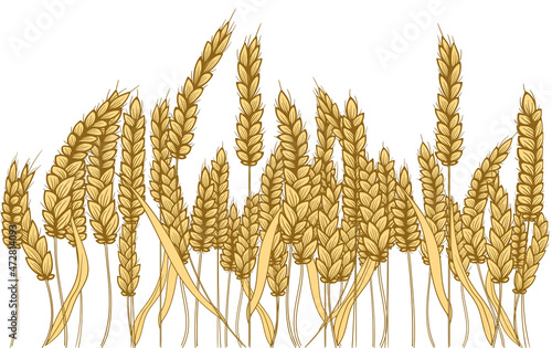 Farm field illustration. Vector hand drawn yellow wheat ears set. Bunch of grain barley. Banner design. Barley illustration in vintage style. Wheat grain, granule, kernel, oat.