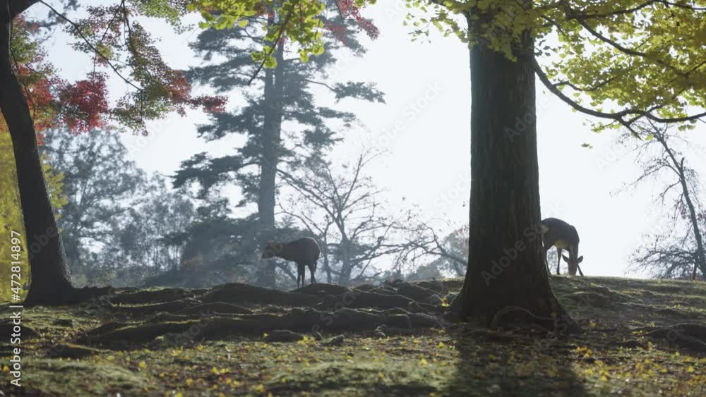 Early Autumn Sunrise in Japan, Deer on cold morning Early Autumn Sunrise in Japan, Deer on cold morning