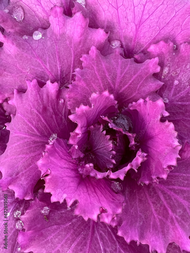Decorative red cabbage with raindrops. High quality photo Decorative red cabbage with raindrops. High quality photo