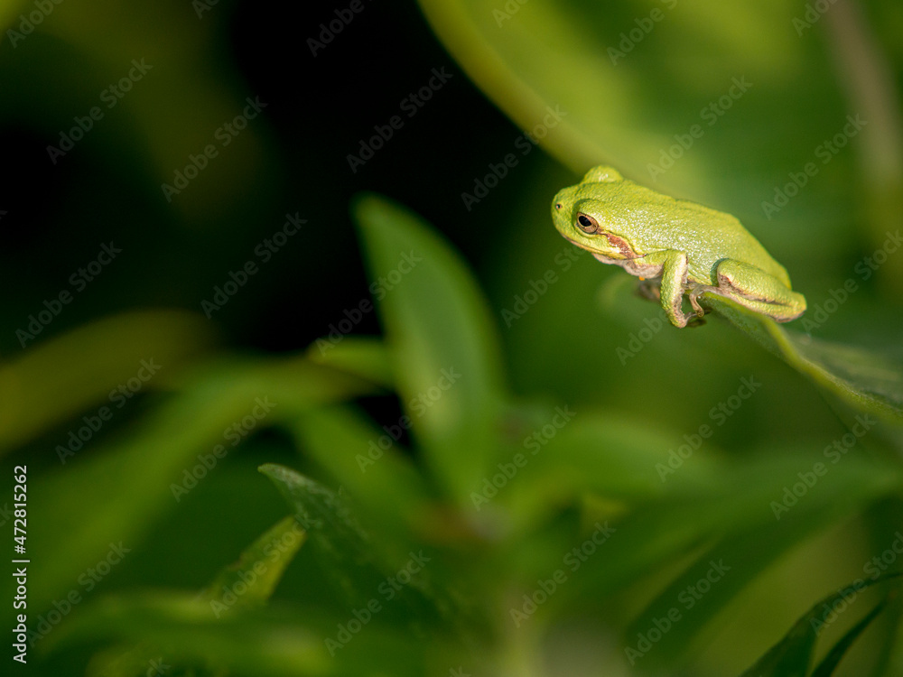 Green tree frog, Lebanon Hills Park, Central Minnesota Green tree frog, Lebanon Hills Park, Central Minnesota