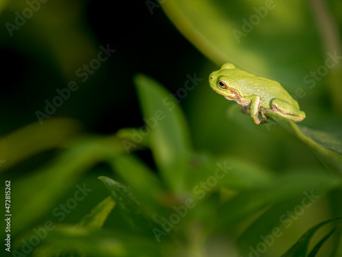 Green tree frog, Lebanon Hills Park, Central Minnesota