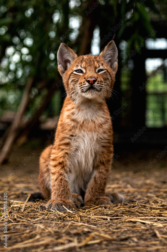 little lynx
