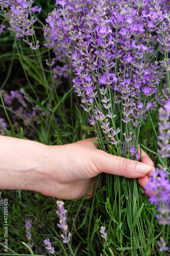 Female hand with a lavender bouquet. Lavender capture. Vertical image.