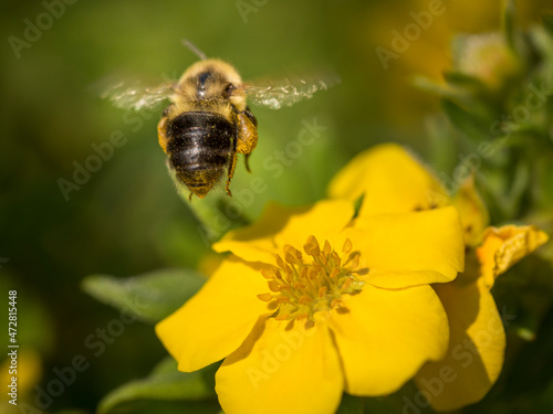 Flying bumblebee on potentilla flower, Rosemount, Minnesota