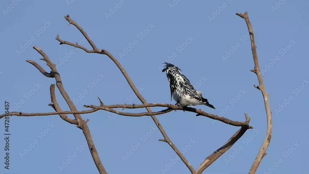 Pied kingfisher bird sitting on a branch closeup. Israel Pied kingfisher bird sitting on a branch closeup. Israel