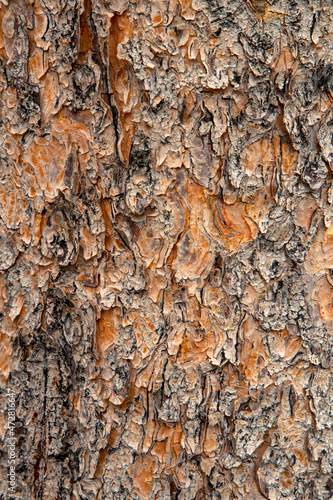 Pattern in the bark of Engelmann spruce trunk, Upper Geyser Basin, Yellowstone National Park, Montana, USA.