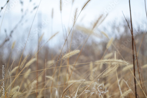 grass in the wind