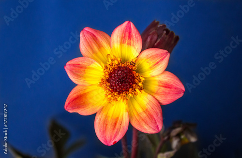 pink and yellow dahlia flower on blue background
