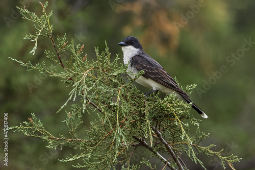 Eastern kingbird, Tyrannus tyrannus, Glacier National Park, Montana