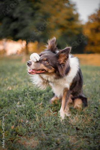Obraz na plátně Dog trick