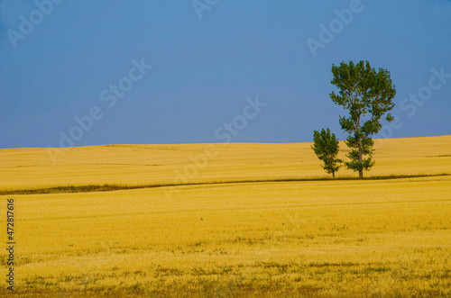 USA, Montana, Frazer, Isolated trees in wheat field photo