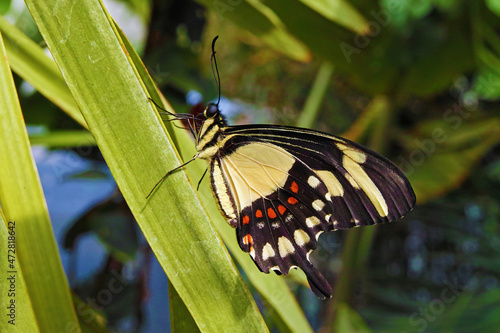 torquatus swallowtail photo