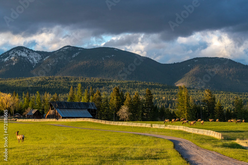 Herd of elk graze in pasture on the outskirts of Whitefish, Montana, USA photo