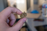 Hand Holding Cannabis Bud From Medical Marijuana or CBD Hemp Flower