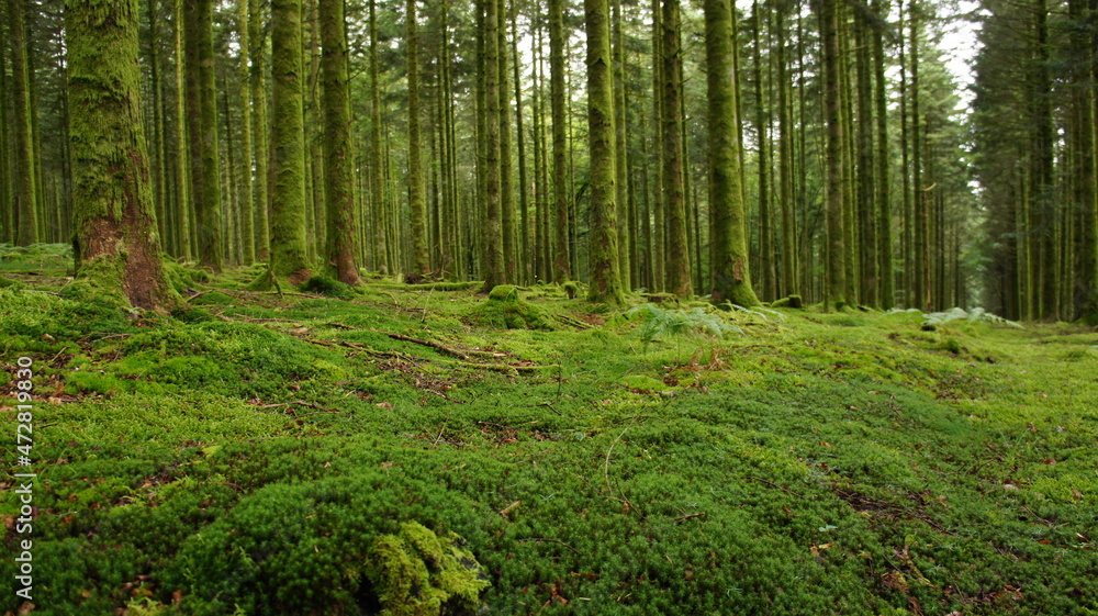 Forêt humide