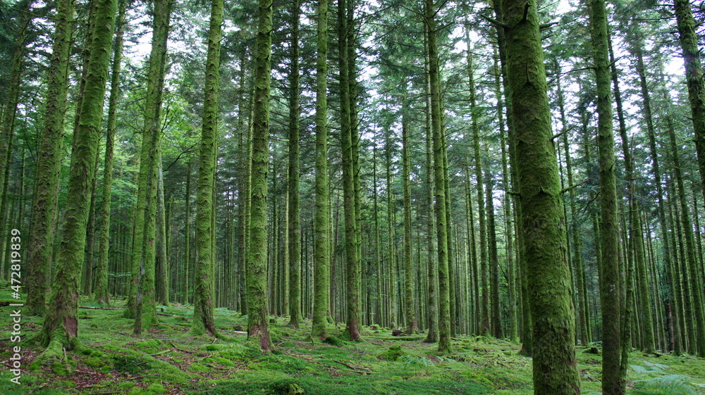 Fototapeta premium Forêt humide