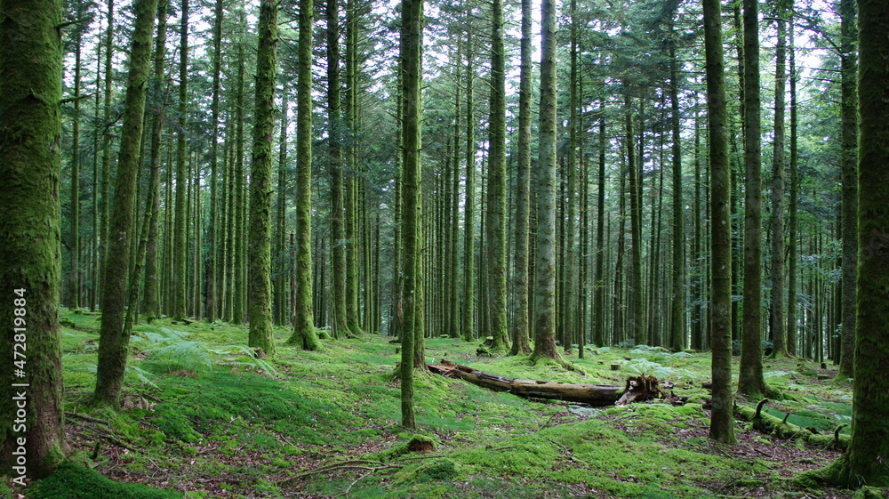 Fototapeta premium Forêt humide