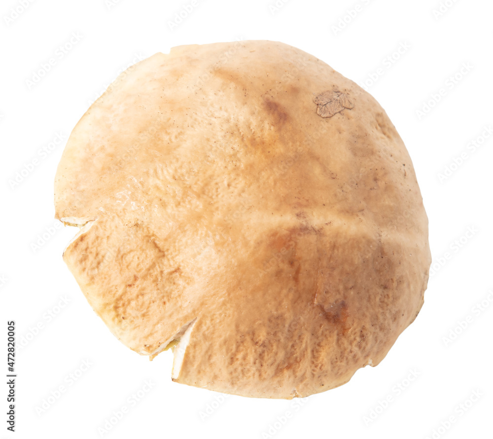 Fototapeta premium Boletus mushroom isolated on white
