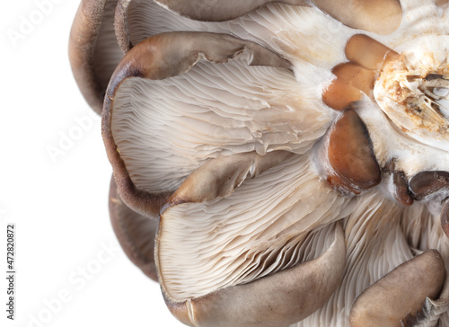 Oyster mushrooms isolated on a white background.
