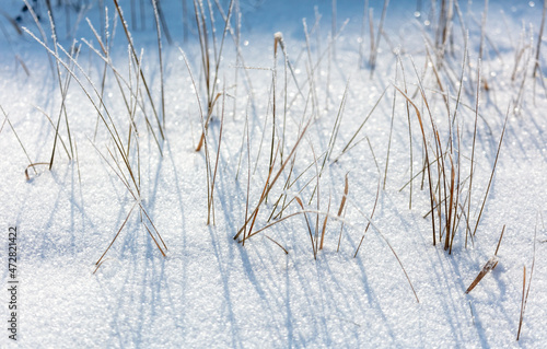 Dry grass in the snow in winter.
