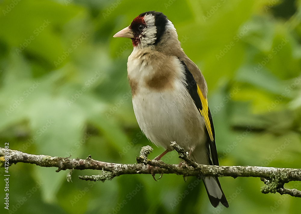 Naklejka premium Chardonneret élégant