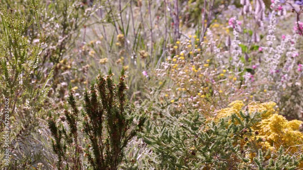 Assorted green shrubs are interspersed with brilliant colourful native wildflowers of Perth Assorted green shrubs are interspersed with brilliant colourful native wildflowers of Perth