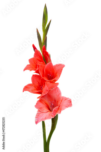 Obraz na płótnie gladiolus flowers isolated