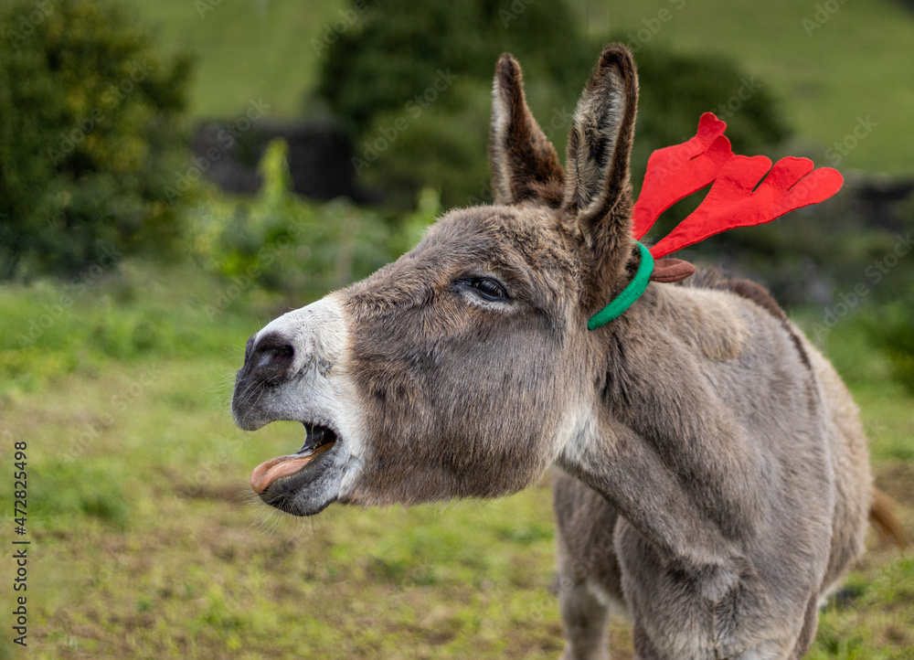 Christmas season, donkey with decoration, elk hat, cute animal.