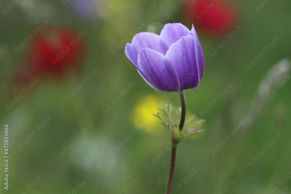 an anemone flower in spring an anemone flower in spring