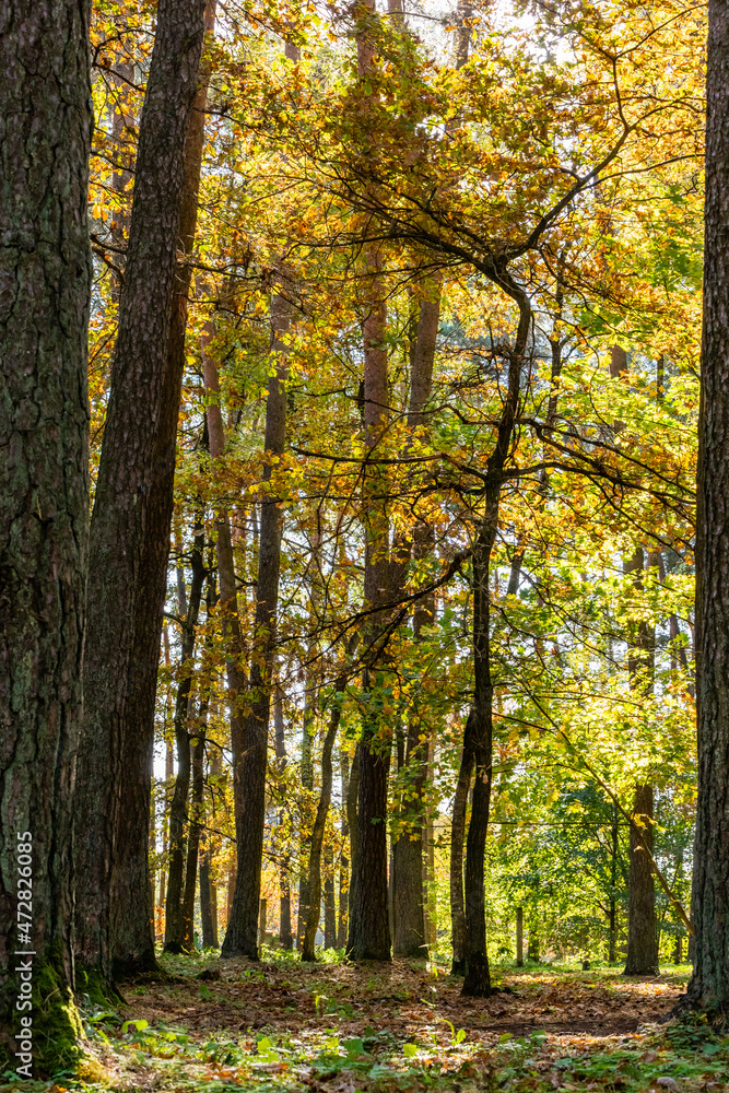 Obraz premium Vertical photo of bright sunny day in autumnal forest with young tree. Golden foliage at woodland with old tree trunks and a young tree. Sun is shining brightly into the fall forest 