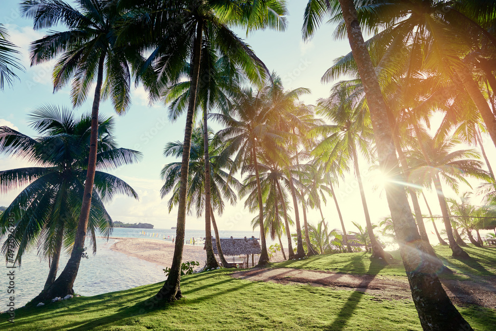Tropical landscape. Sunny day. Beautiful green coconut palm trees plantation near sea beach.