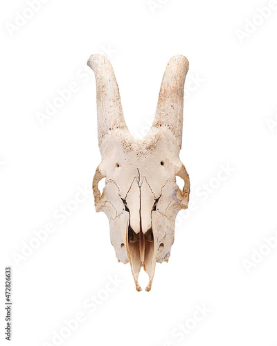 Skull of a male goat farm animal in full face isolated