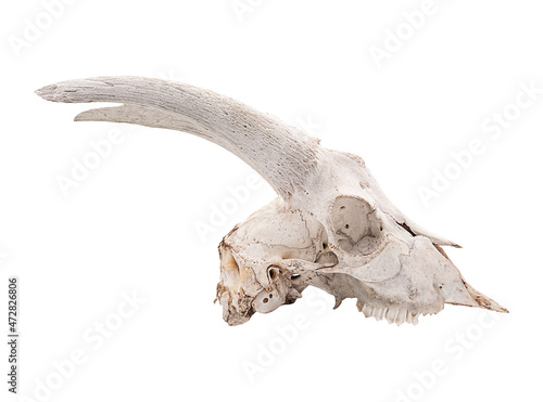 Skull of a male goat farm animal with horns isolated