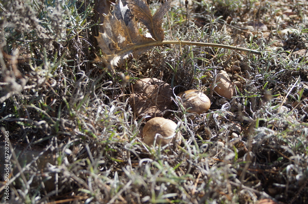 Pleurotus eryngii, thistle mushroom or basidiomycete mushroom is known in Spain, appreciated for its flavor and collected as food, freshly emerged during the night in the natural environment.
