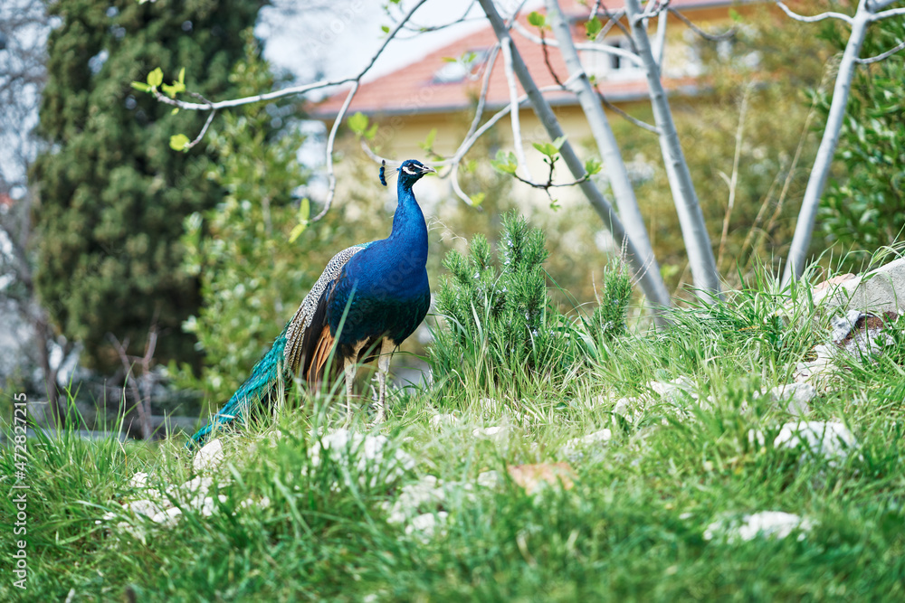 Obraz premium Beautiful male peacock on green grass.