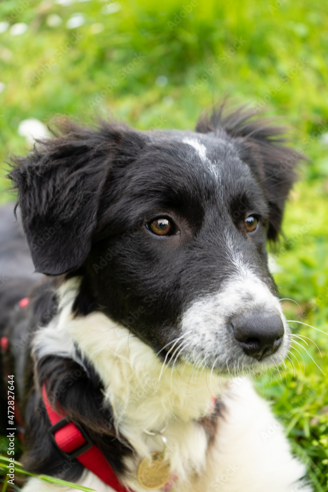 Cute dog puppy black and white similar collie