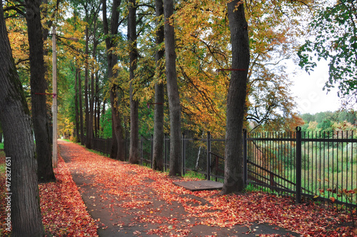 autumn path in the park