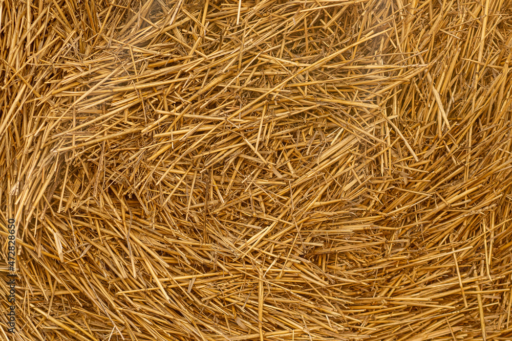 Dry straw texture. Hay background. Yellow dried grass. Dry straw texture. Hay background. Yellow dried grass.