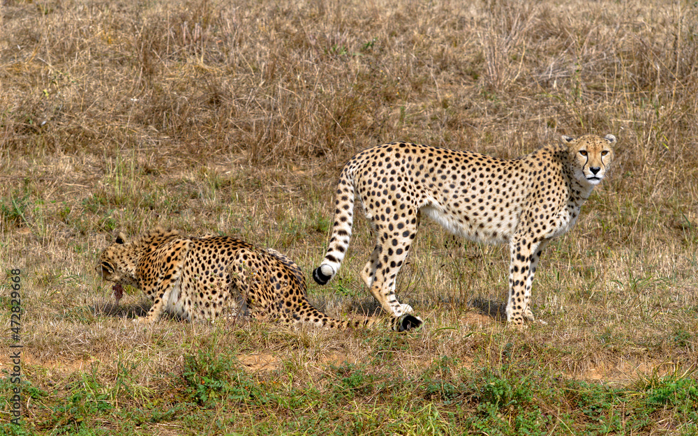 Closeup African Cheetahs (Acinonyx jubatus) on grass 