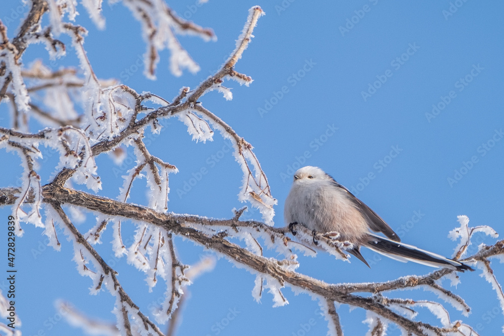Long-tailed tit, especially called Long-tailed tit, especially called