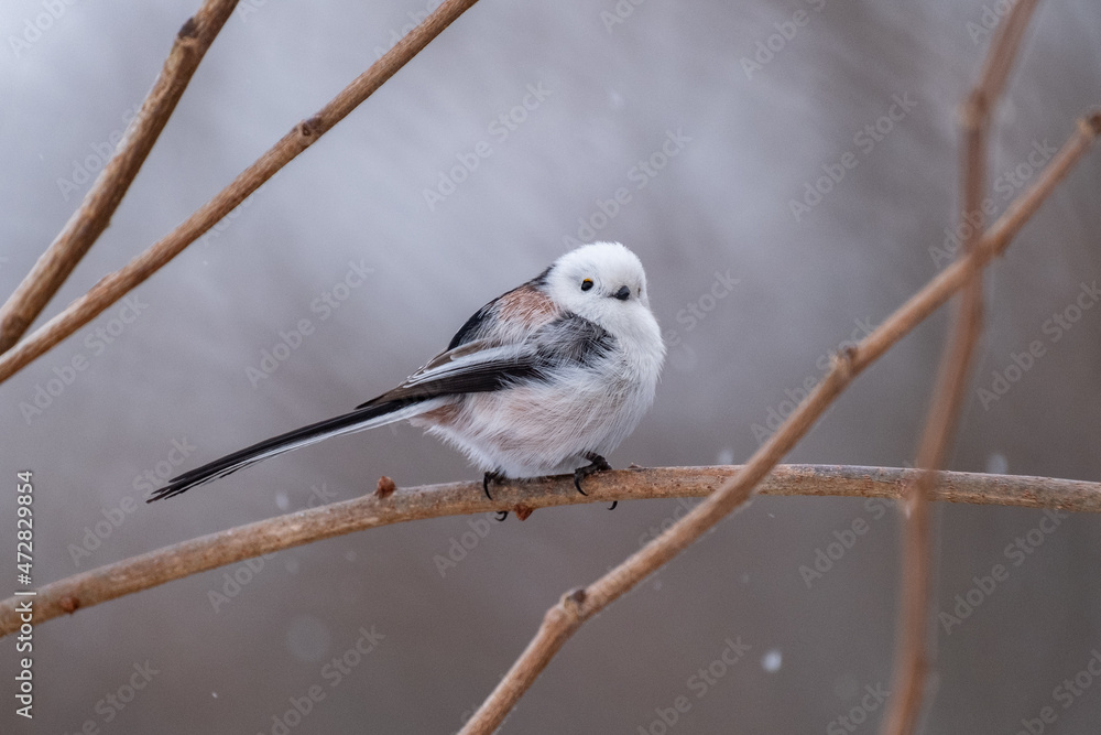 Fototapeta premium Long-tailed tit, especially called 