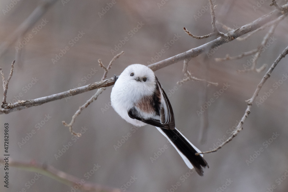 Fototapeta premium Long-tailed tit, especially called 